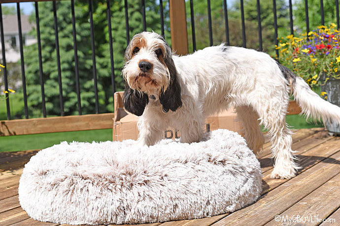 COMFY, COZY, CALMING DOG DONUT BED - Review