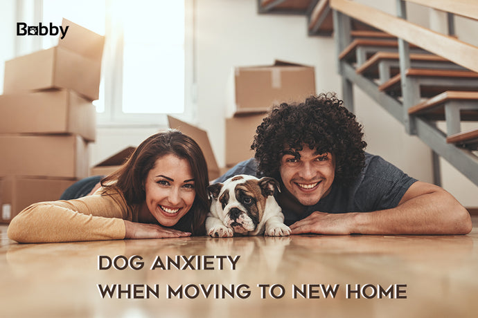 Dog Anxiety Moving to New Home - Some Effective Coping Strategies