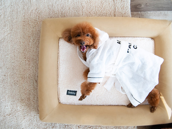 5 Ways To Keep Your Dog Comfortable This Winter.