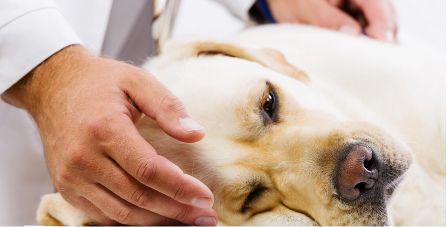 How to Help a Dog with Arthritis at Home