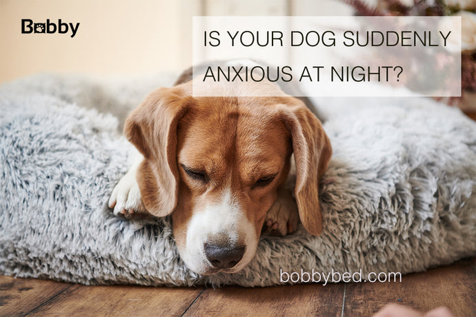 Is Your Dog Suddenly Anxious at Night