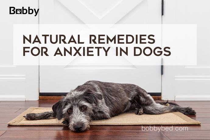 Simple and Effective Natural Remedies for Anxiety in Dogs – Bobby Bed