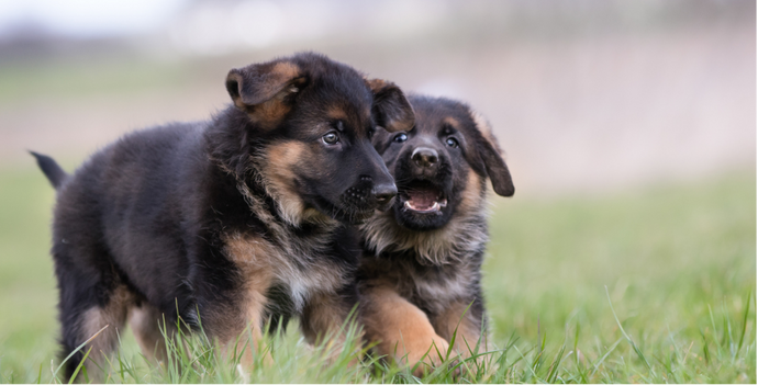 Hip dysplasia sales meds for dogs