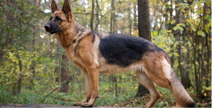 German shepherd hip dysplasia treatment cheap