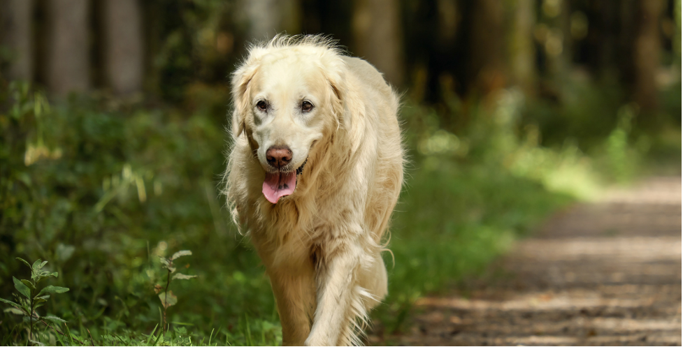 What can i give best sale my dog for arthritis