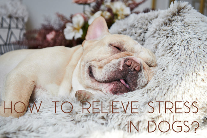 How to Relieve Stress in Dogs